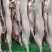 生鲜猪肉