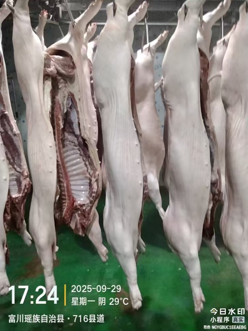 生鲜猪肉