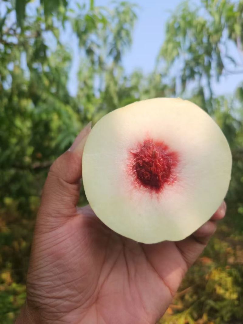 冬桃国庆上市，自家果园种植口感脆甜，有需要老板可以联系我