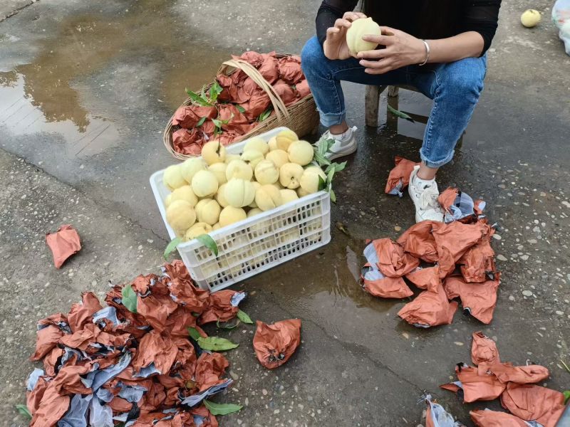 冬桃国庆上市，自家果园种植口感脆甜，有需要老板可以联系我