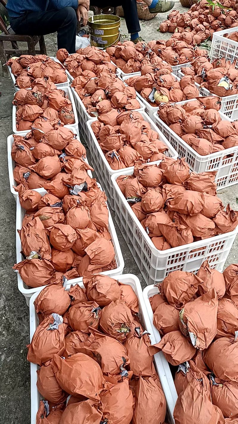 冬桃国庆上市，自家果园种植口感脆甜，有需要老板可以联系我
