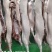 生鲜猪肉