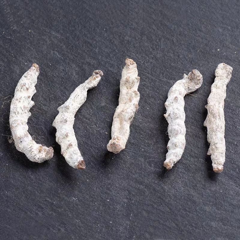 白僵蚕中药材僵蚕干天虫姜蚕僵蚕干可打粉白僵蚕粉
