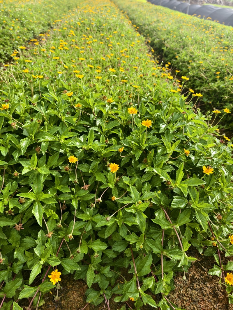 蟛蜞菊