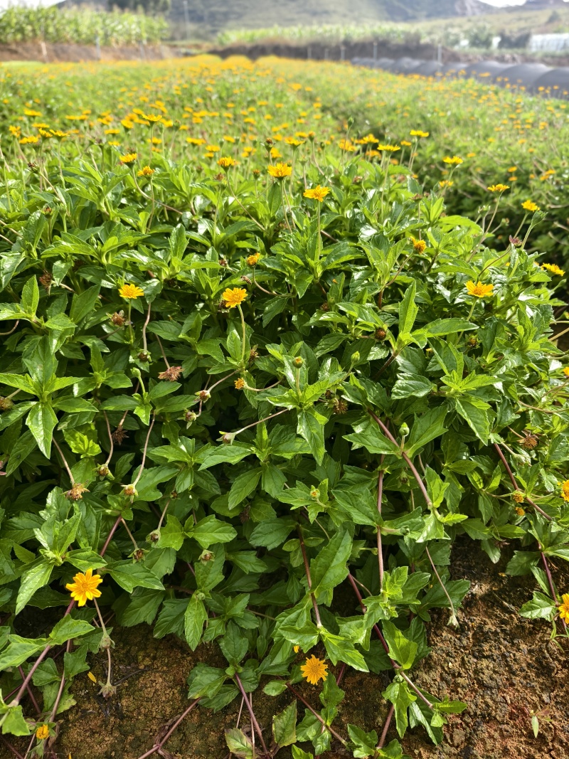 蟛蜞菊