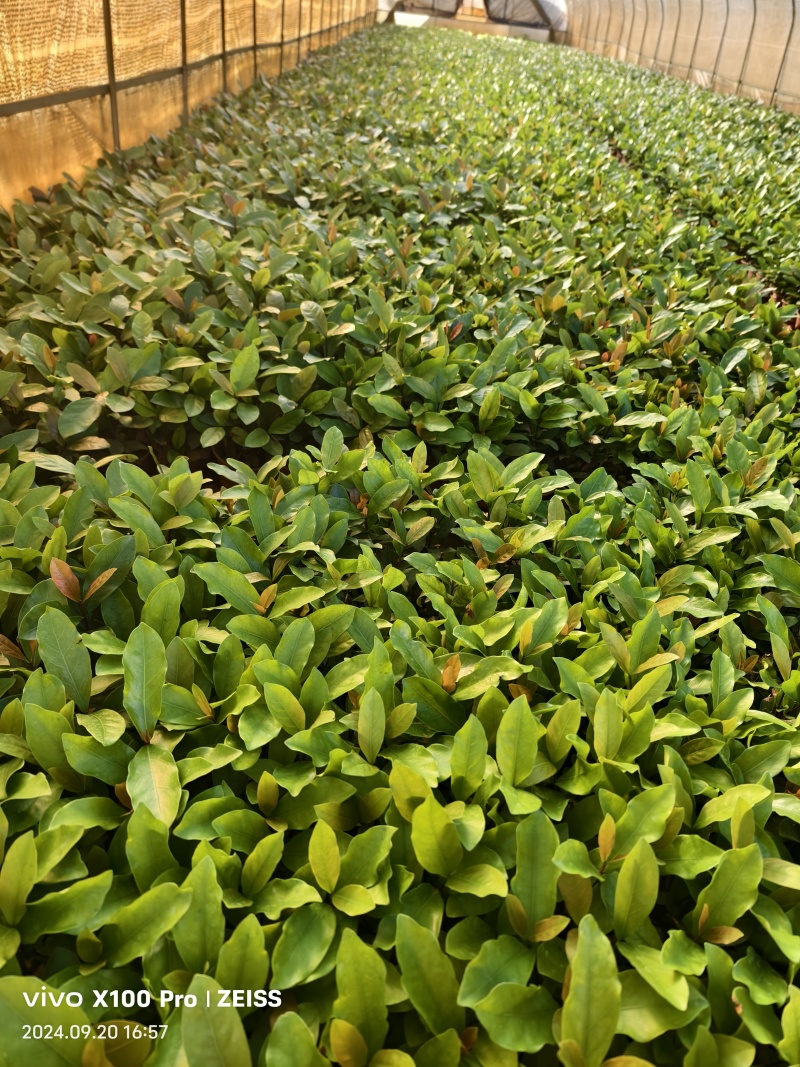 龙船花