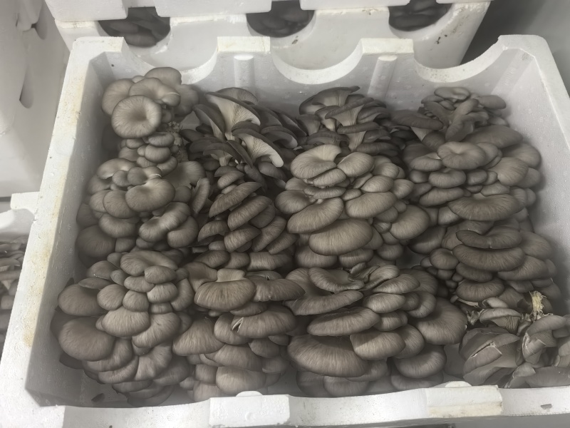 黑平菇