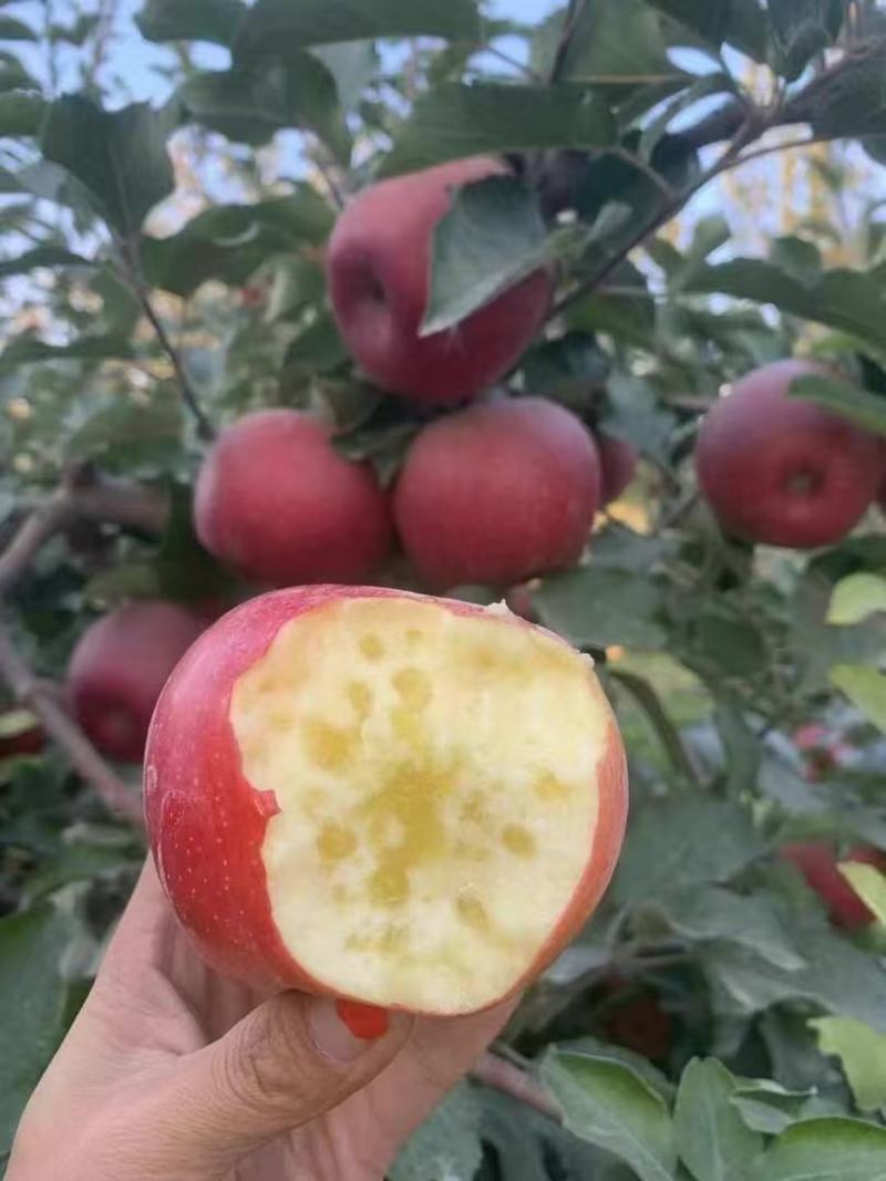 阿克苏冰糖心苹果