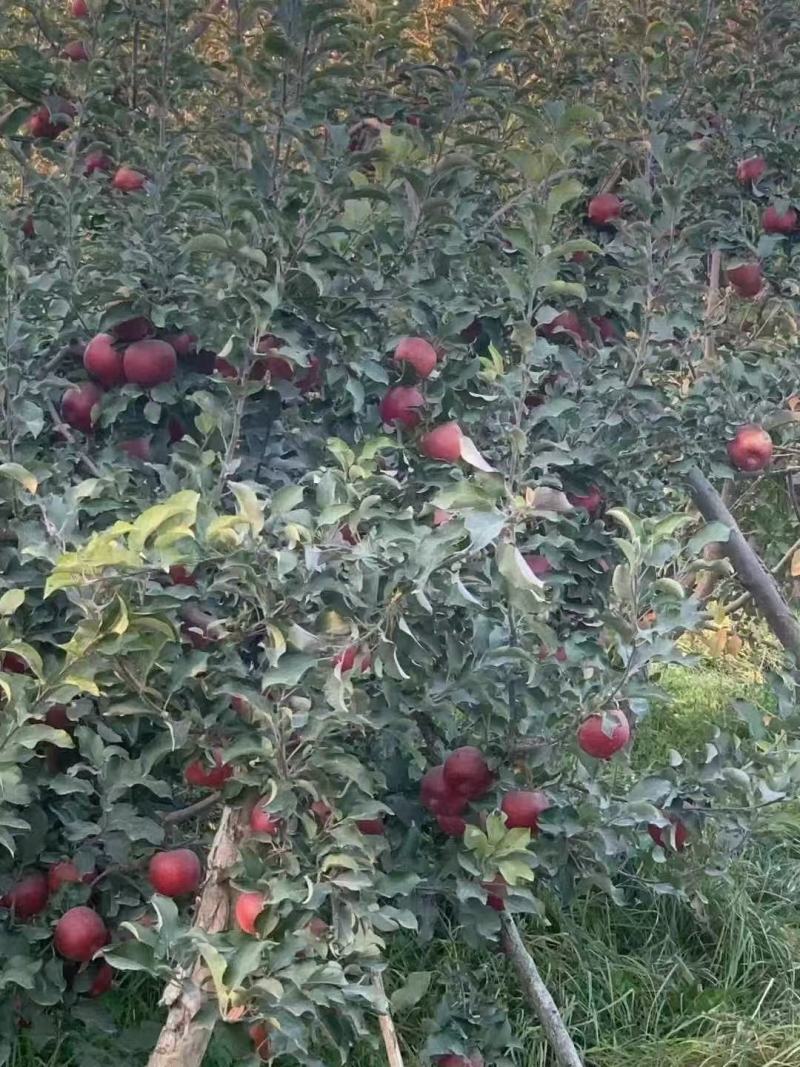 阿克苏冰糖心苹果