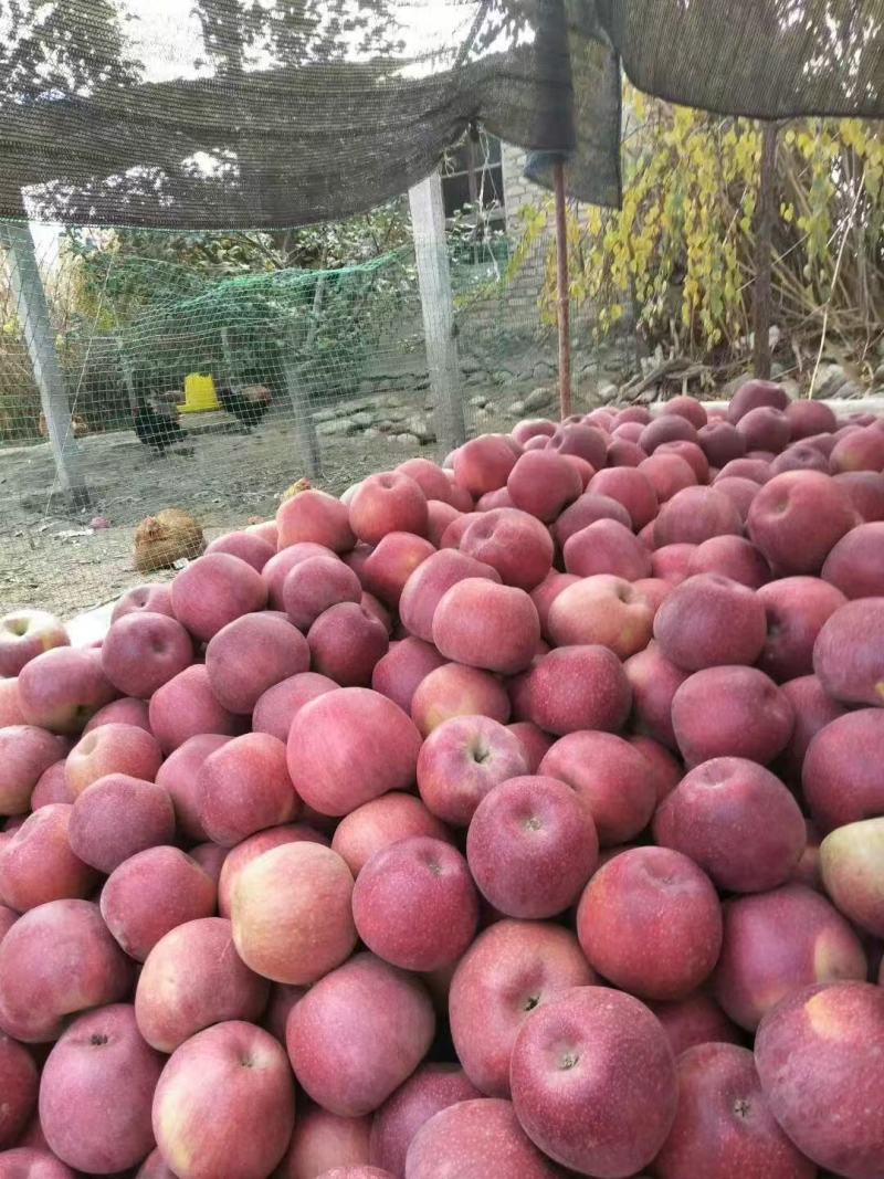阿克苏冰糖心苹果
