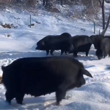 东北林下猪