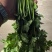 精品铁杆青香菜