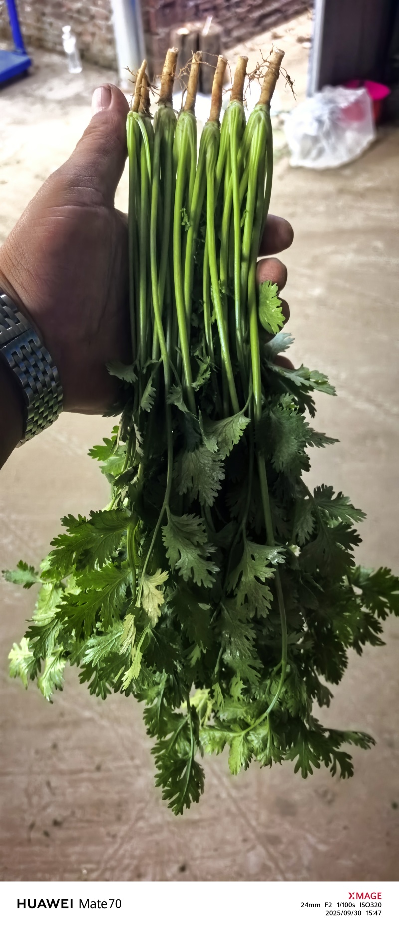 精品铁杆青香菜