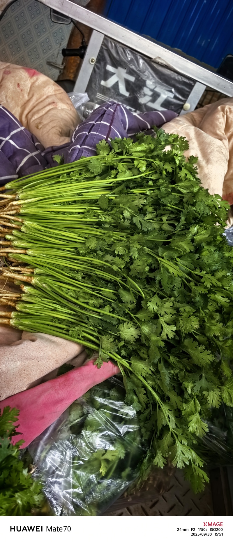 精品铁杆青香菜