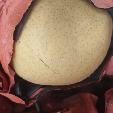 爱宕梨