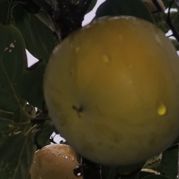 太秋脆柿