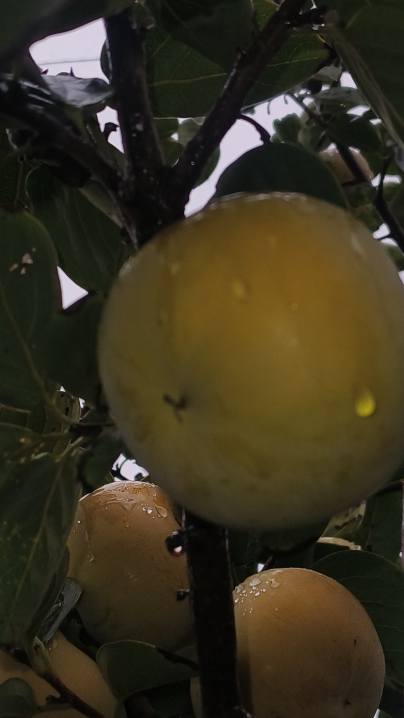 太秋脆柿