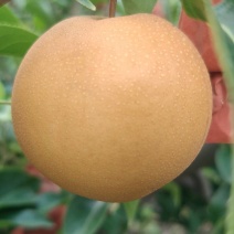 新高黄金梨