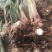 野生黄姜