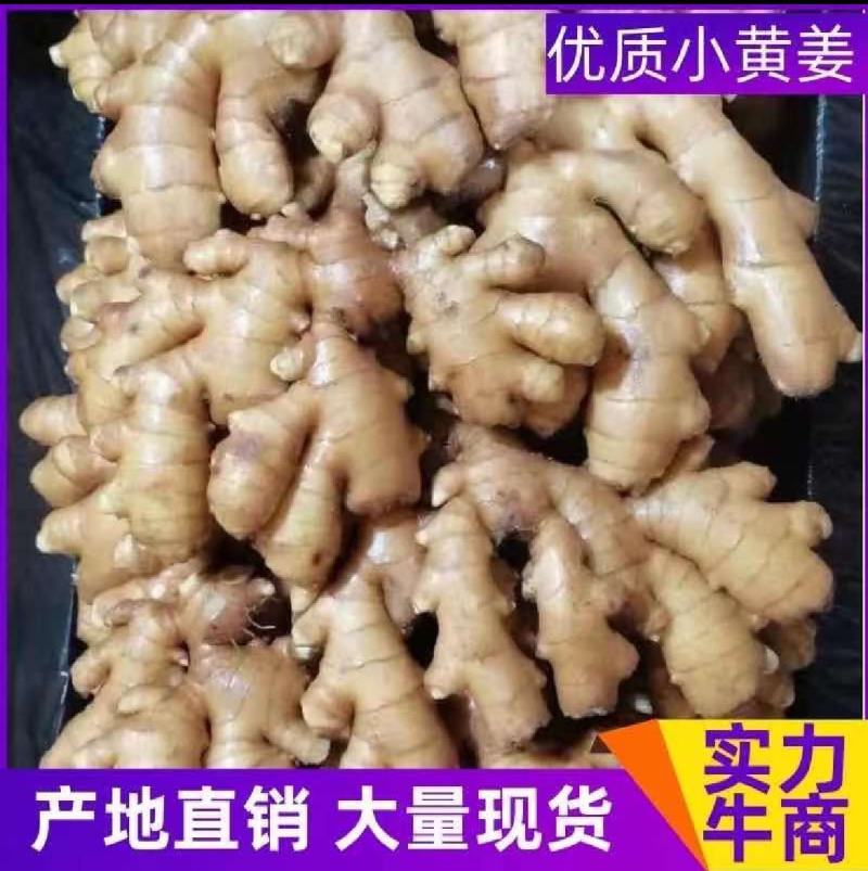 云南新鲜小黄姜现买现挖基地直发物美价优支持当地考察全国发