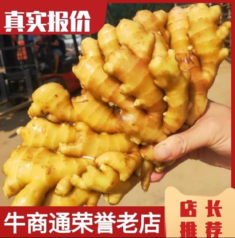 云南新鲜小黄姜现买现挖基地直发物美价优支持当地考察全国发