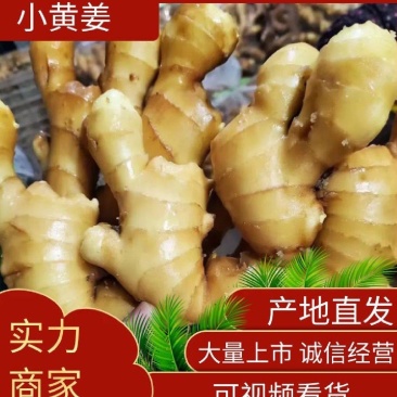 云南新鲜小黄姜现买现挖基地直发物美价优支持当地考察全国发