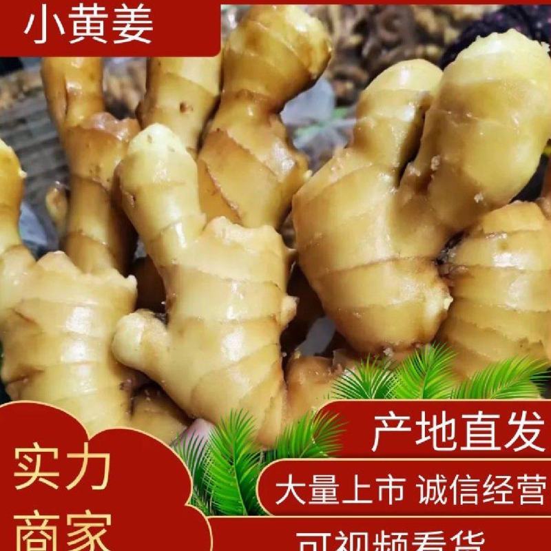 云南新鲜小黄姜现买现挖基地直发物美价优支持当地考察全国发