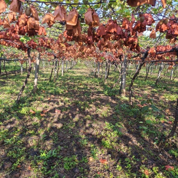 河南西峡金桃，猕猴桃