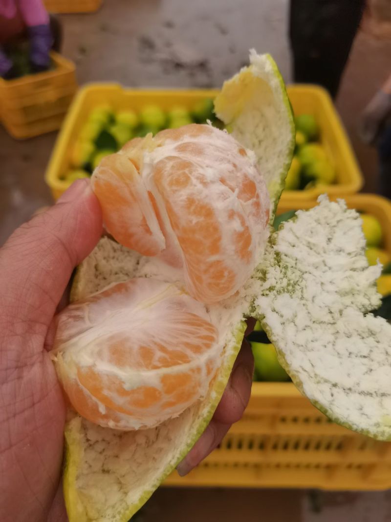 资阳蜜橘大量供应，电商货，市场货，榨果汁货都有，有需要尽