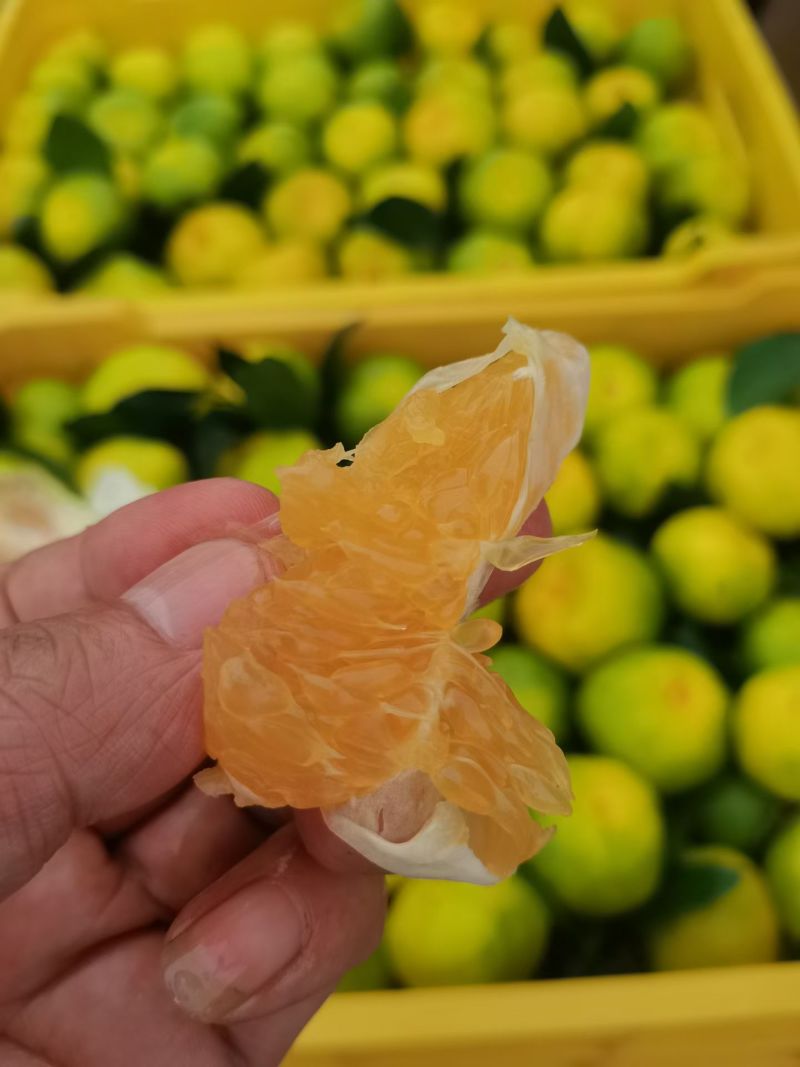 资阳蜜橘大量供应，电商货，市场货，榨果汁货都有，有需要尽
