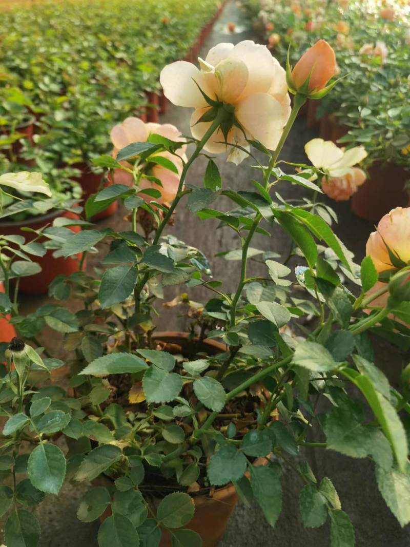 香水玫瑰