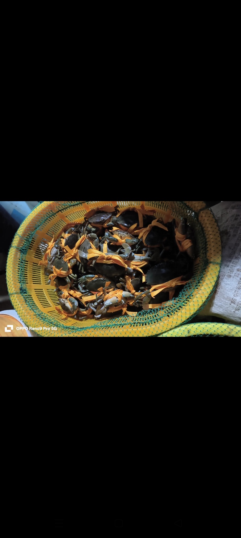 江苏东台蹲门青蟹