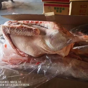 老鹅草鹅都有，各种规格，纯干货一件也是批发价格，证件全