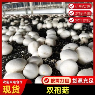 安徽阜阳双孢菇C级大量上市！一天1000斤，工厂直发！！