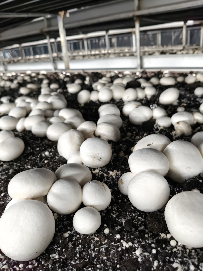 安徽阜阳双孢菇C级大量上市！一天1000斤，工厂直发！！
