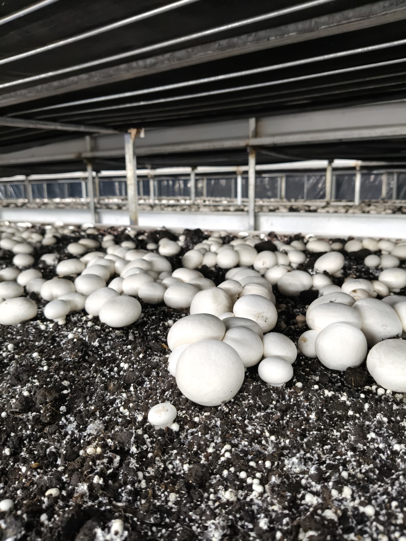 安徽阜阳双孢菇C级大量上市！一天1000斤，工厂直发！！