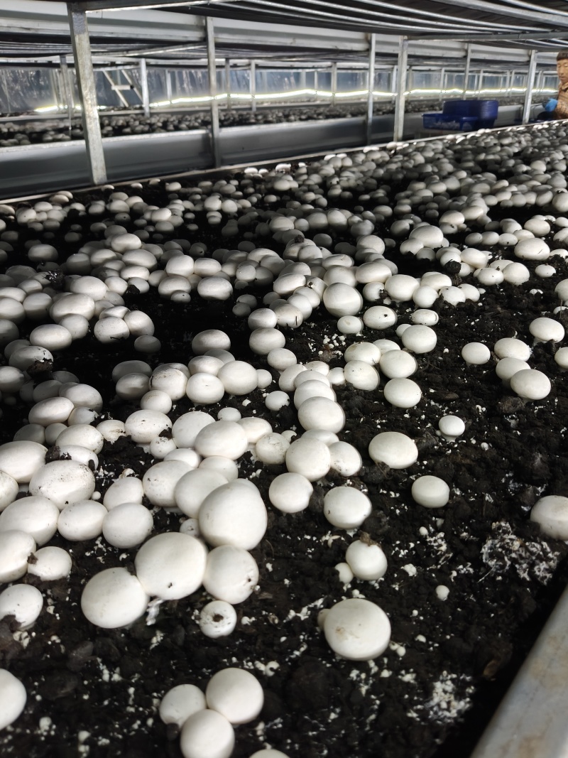 安徽阜阳双孢菇C级大量上市！一天1000斤，工厂直发！！