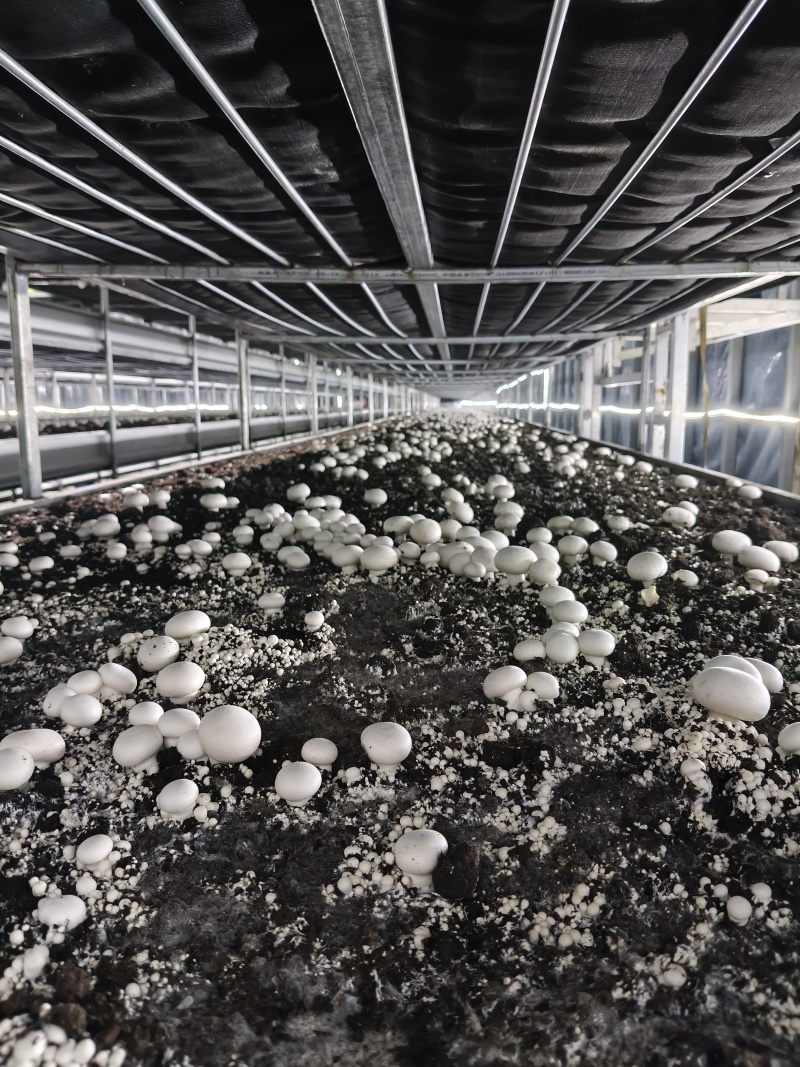 安徽阜阳双孢菇C级大量上市！一天1000斤，工厂直发！！