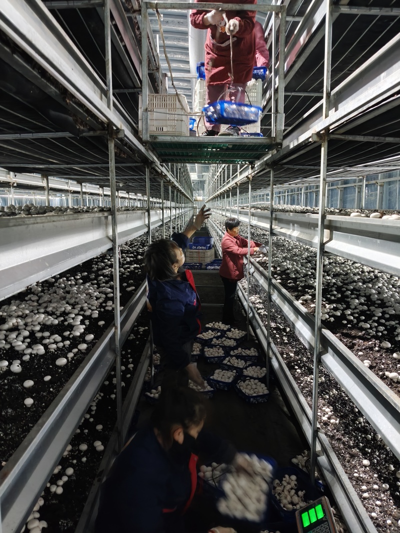 安徽阜阳双孢菇C级大量上市！一天1000斤，工厂直发！！