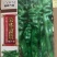 大果杂交螺丝椒种子