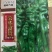 大果杂交螺丝椒种子