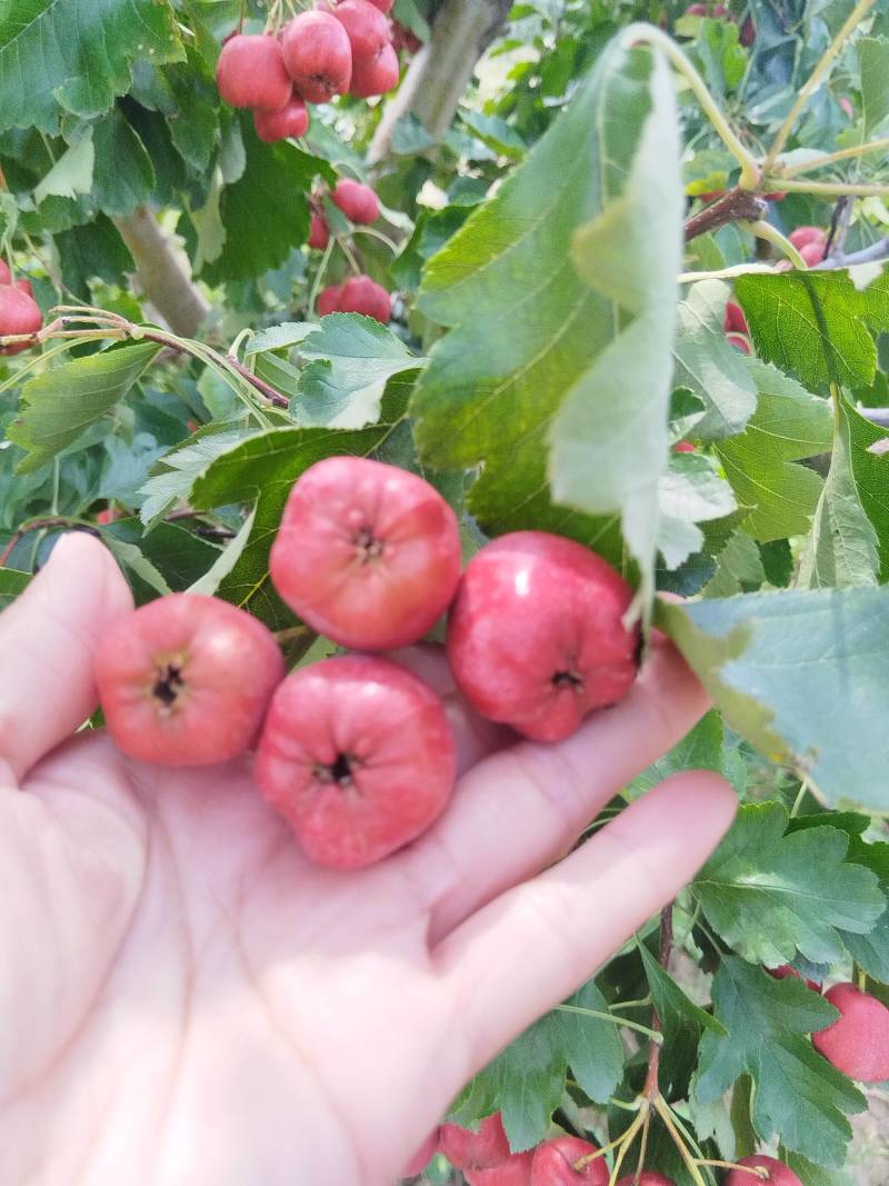 山楂种植基地大五菱，大金星，甜红子，八月红。。歪把红