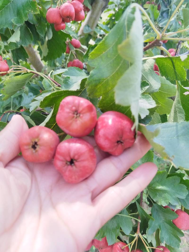 山楂种植基地大五菱，大金星，甜红子，八月红。。歪把红
