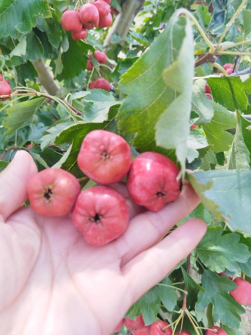 山楂种植基地大五菱，大金星，甜红子，八月红。。歪把红