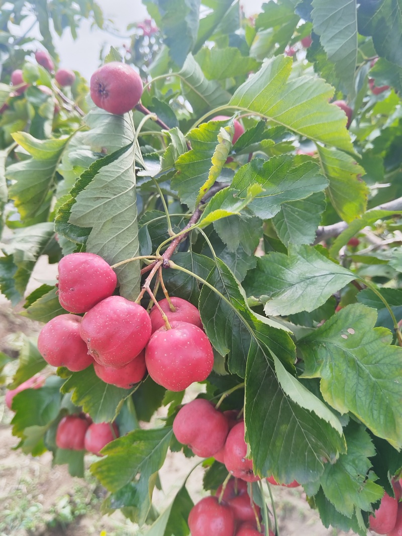 山楂种植基地大五菱，大金星，甜红子，八月红。。歪把红