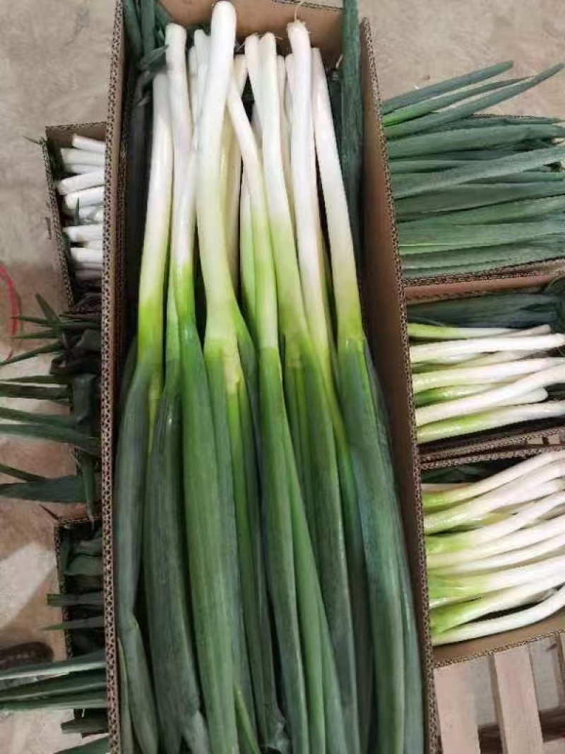 产地大葱出口市场批发零售精品通货电商零售