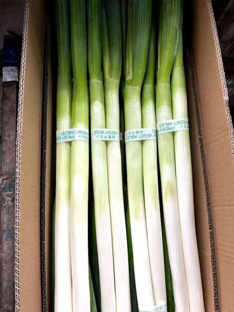 产地大葱出口市场批发零售精品通货电商零售