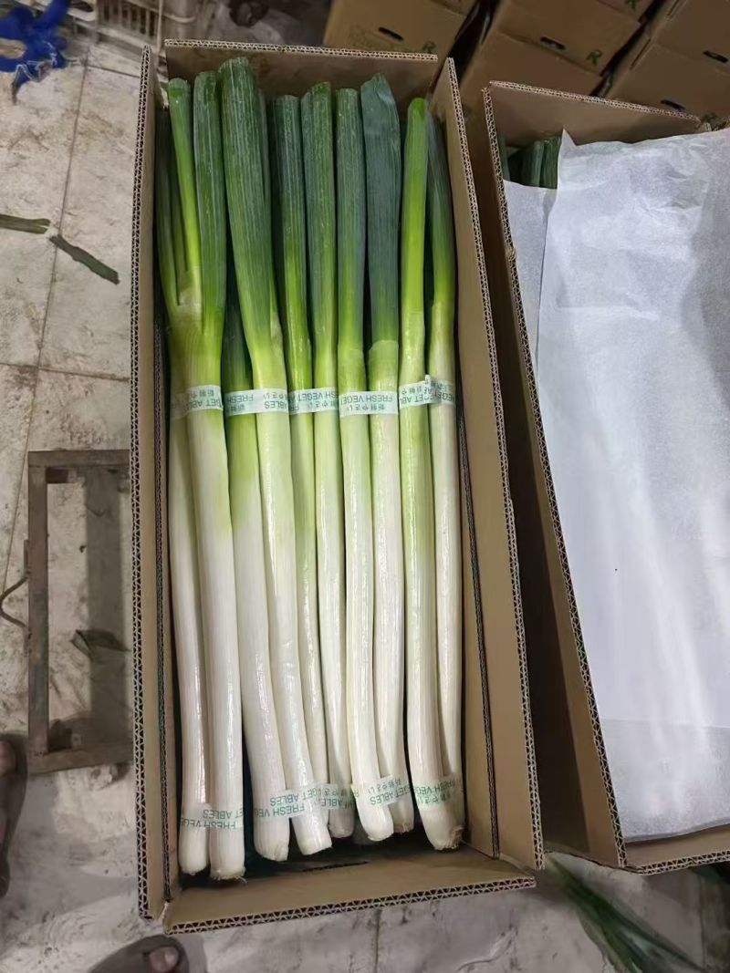 产地大葱出口市场批发零售精品通货电商零售