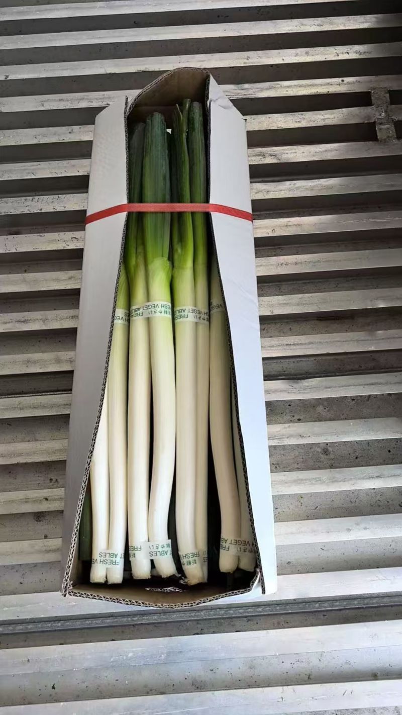 产地大葱出口市场批发零售精品通货电商零售