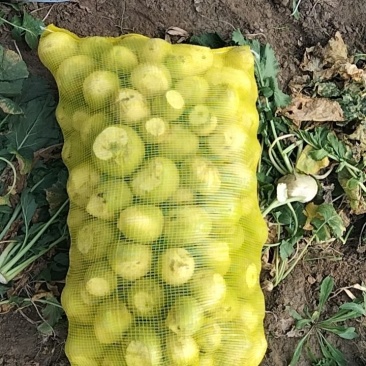 芥菜大量有货